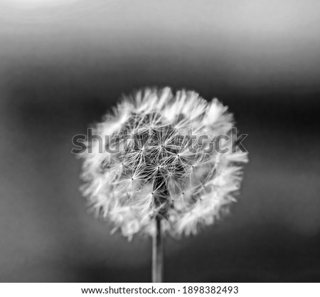Real soft pretty white dandelion close-up black and white at day
