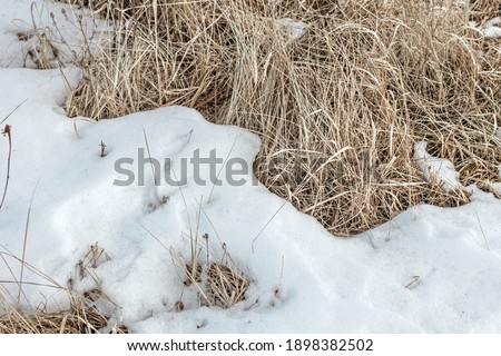 Real dry grass under clear snow at sunny quiet morning