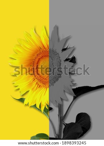 Color of the year 2021. Illuminating yellow and Ultimate Gray with sunflower.