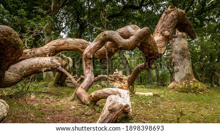 Oak trees that look like something from a fairy tale, twisted oak trunks with a nice green background, sun touches in several places in the picture, Mystery and exciting atmosphere. Royalty-Free Stock Photo #1898398693