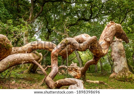 Oak trees that look like something from a fairy tale, twisted oak trunks with a nice green background, sun touches in several places in the picture, Mystery and exciting atmosphere. Royalty-Free Stock Photo #1898398696