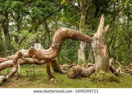 Oak trees that look like something from a fairy tale, twisted oak trunks with a nice green background, sun touches in several places in the picture, Mystery and exciting atmosphere. Royalty-Free Stock Photo #1898398711