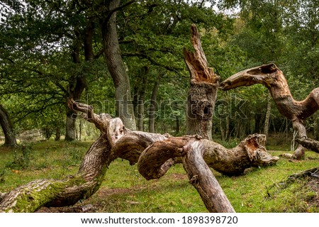 Oak trees that look like something from a fairy tale, twisted oak trunks with a nice green background, sun touches in several places in the picture, Mystery and exciting atmosphere. Royalty-Free Stock Photo #1898398720