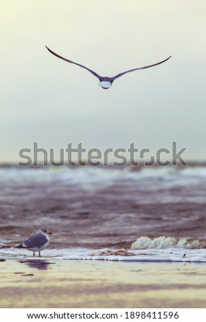 A vertical shot of a seagull flying over ocean waves