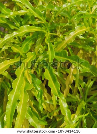 close up photo of fresh green leaves