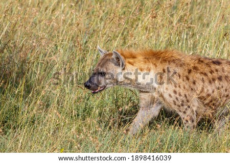 Spotted hyena walking in the grass of the savannah