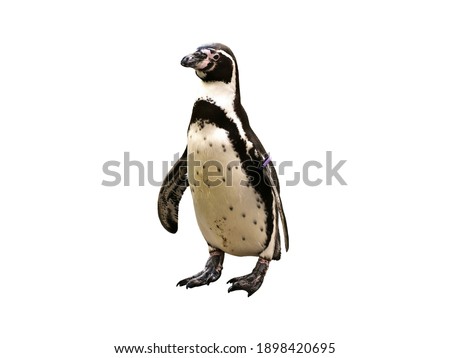 
On a white background and a penguin.

