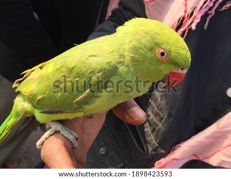 Green Beautiful Parrot Closeup-Alexandrine Parakeet