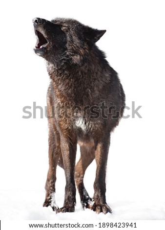 howling canadian wolf isolated on white background