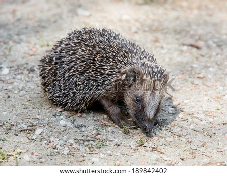 The European hedgehog (Erinaceus europaeus) looking for food.