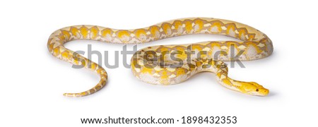 Full body shot of Lavender Albino Reticulated python aka Malayopython reticulatus snake. Isolated on white background.