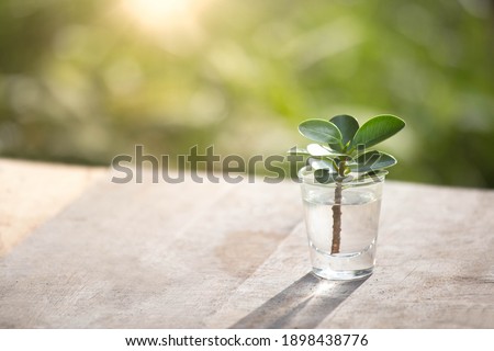 Earth day concept. Little tree in glass. Renewable energy for future. Sustainable resources. Plant management or environment symbol. Clean energy growing up.