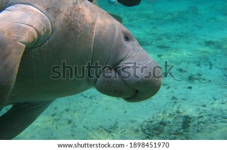 A West Indian manatee (Trichechus manatus), also known as a sea cow,  rolls on its side after feeding in a spring in Florida. Manatees are threatened by a number of human activities and red tides