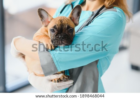 medicine, pet care and people concept - close up of french bulldog dog and veterinarian doctor hand at vet clinic - Image Royalty-Free Stock Photo #1898468044