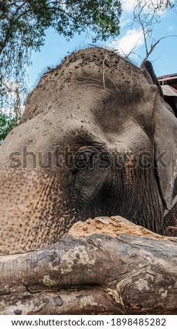 Elephant in a farm in Thailand, elephant's head with eye close up