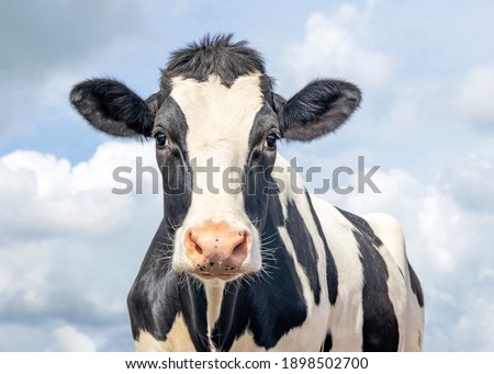 Cute cow, black and white friendly innocent look, pink nose, in front of  a blue sky. Royalty-Free Stock Photo #1898502700