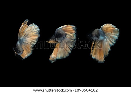 Front view angle of yellow golden halfmoon rosetail yellow gold cooper betta siamese fighting fish isolated on black color background. Photo collage