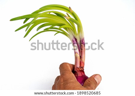 Red onion shoots in hand, white background