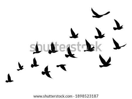 Flying birds silhouettes on white background. Vector illustration. isolated bird flying. tattoo design. Royalty-Free Stock Photo #1898523187