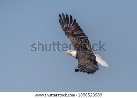 A beautiful adult bald eagle (Haliaeetus leucocephalus) flies against a blue-sky background