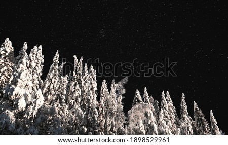 Pine trees covered in heavy white snow on a cold winters night with clear starry skies.