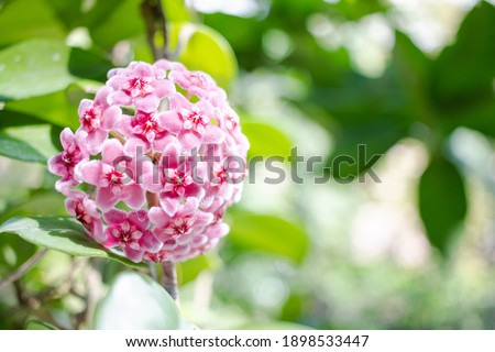 Pink, White and Red flowers of Hoya carnosa or porcelain flower or wax plant. Royalty-Free Stock Photo #1898533447
