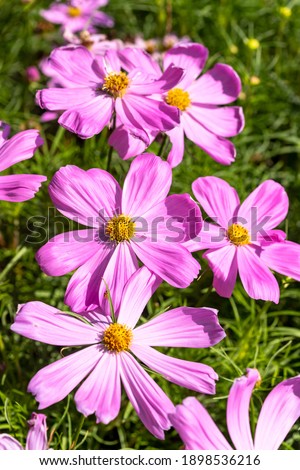 Cosmos flowers in nature, sweet background, blurry flower background, light pink and deep pink cosmos use it as an illustration for decoration and agriculture.