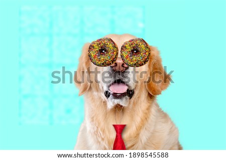 Contemporary art collage with a cute dog with donuts. Inspiration art, pets, animal, style and fashion concept.