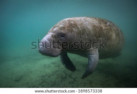 A Manatee Underwater in Florida 