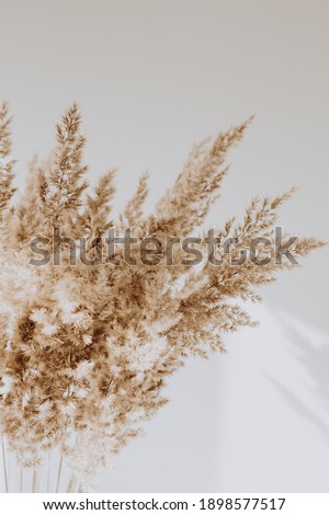 Beige reeds agains white wall. Beautiful pattern with neutral colors. Minimal, stylish, trend concept. Parisian vibes.  Royalty-Free Stock Photo #1898577517