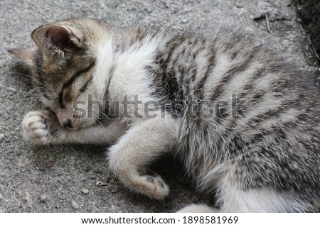 kitten closed up picture alone