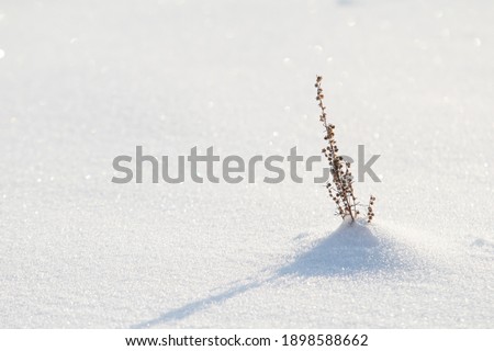 dry branches grass snow in winter