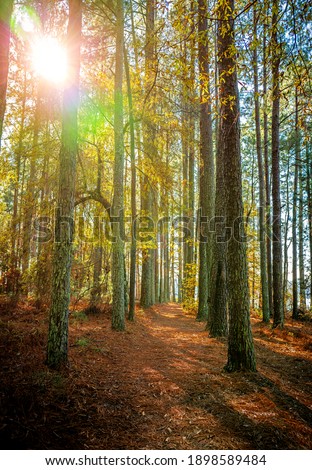 Magical woodland path with sunshine shinning through trees