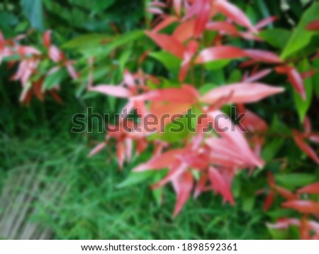 Blurry leaves photo in garden