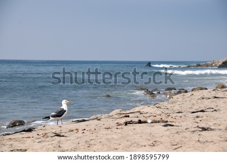 seagull posing on a california beach