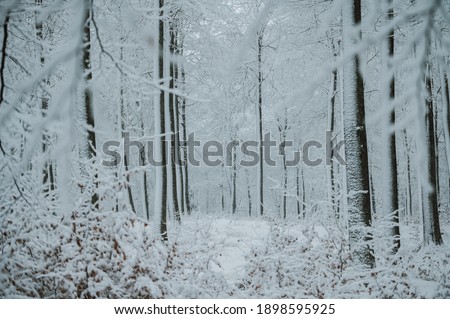 The image shows an oak forrest covered in light freshly fallen snow. the frosty and low wind weather allows the snow to be sitting in the sides of the tree as well as on the ground