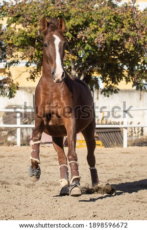 Happy young chestnut mare with blaze galloping in freedom