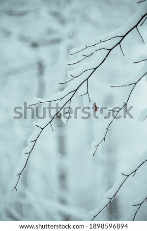 On the photo is seen the branches of an Oak tree covered in light freshly fallen snow. the snow is seen lying on top of the branches revealing the sticks of the branch.
