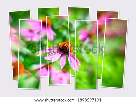 Isolated eight frames collage of picture of blooming Echinacea flovers. Colorful summer scene of fresh green garden. Mock-up of modular photo.
