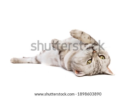 British Shorthaired cat in front of a white background
