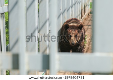 
A wild brown bear in confinement, in a cage in an open zoo. Big and calm, old bear. Belarus.