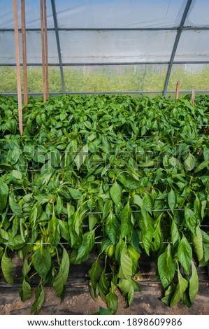 green pepper ripens in a greenhouse, close up