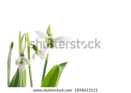 a macro closeup of green and white early first spring Galanthus nivalis elwesii snowdrop snow drop flower isolated white with space for text