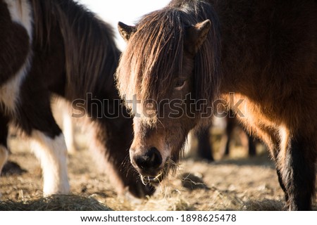 Icelandic horses in the field of scenic nature landscape of Iceland. The Icelandic horse is a breed of horse locally developed in Iceland as Icelandic law prevents horses from being imported.
