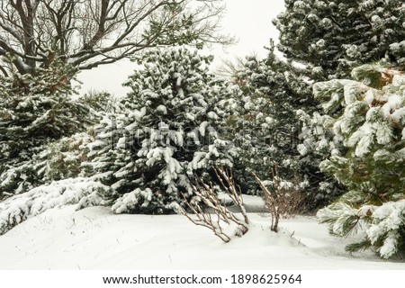 Snow covered pine tree. Pine branches in the snow. Winter background