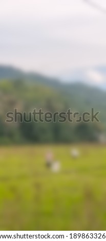 blurred picture of rice fields and forest