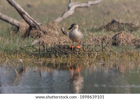Indian spot-billed duck (Anas poecilorhyncha) near water body.