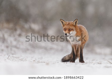 Red fox on a snowy day in winter.
