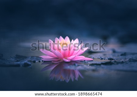 Pink Lotus Flower Or Water Lily Floating On The Water  Royalty-Free Stock Photo #1898665474