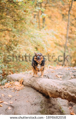 Dog playing happily in fall foliage off leash in the woods at a dark park on a long hike